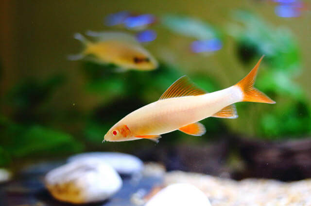 albino frenatus ile ilgili görsel sonucu