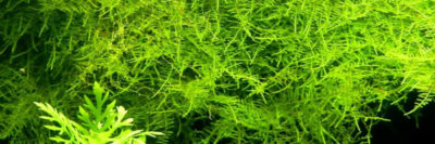 Java Yosunu - Java Moss
