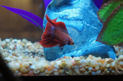 Betta Balığı