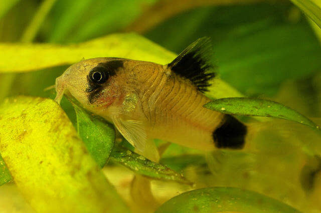 Corydoras panda