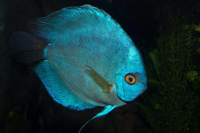 Discus Bakımı