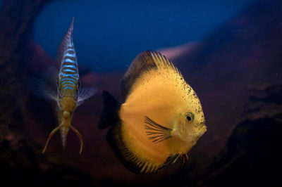 Discus Balıkları