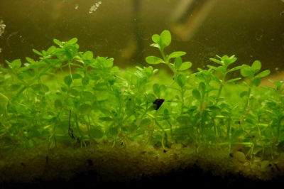 Hemianthus callitrichoides - Arapsaçı Bitkisi