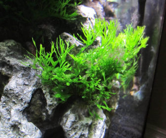 Java Fern