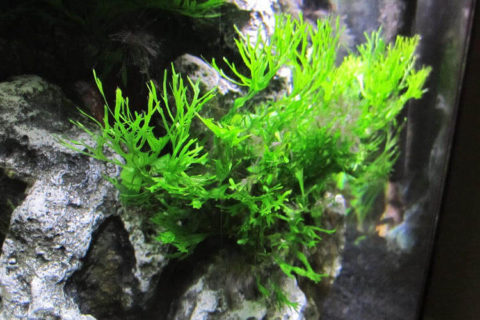 Java Fern