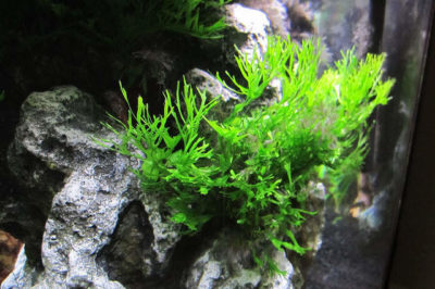Java Fern Windelove