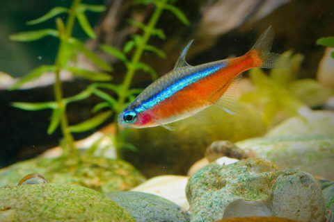 Kardinal Tetra