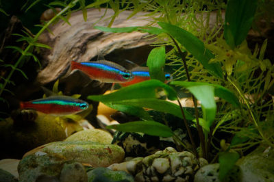 Kardinal Tetra Akvaryumu