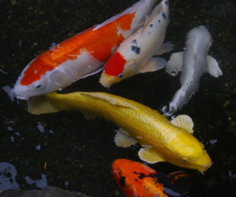 Koi Balığı