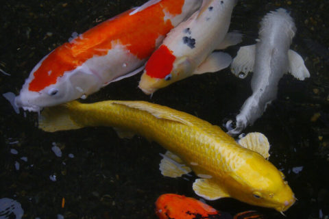 Koi Balığı