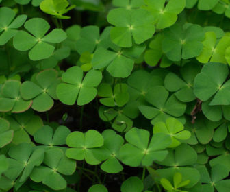 Marsilea Minuta