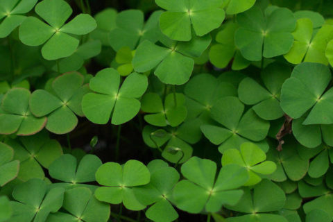 Marsilea Minuta