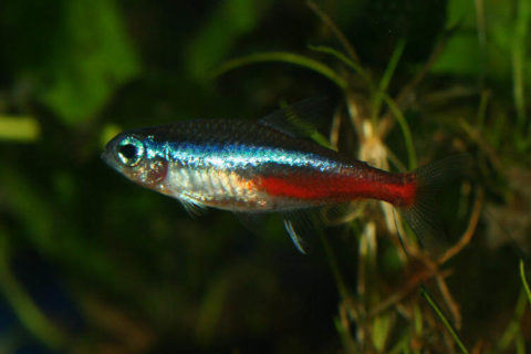 Neon Tetra