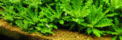 Pogostemon Helferi