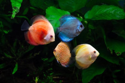 Yavru Discus Balıkları