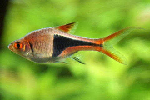Harlequin Rasbora
