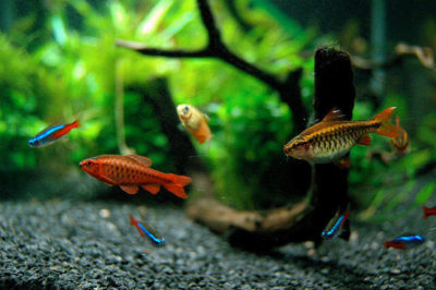 Kiraz Barbus ve Neon Tetra