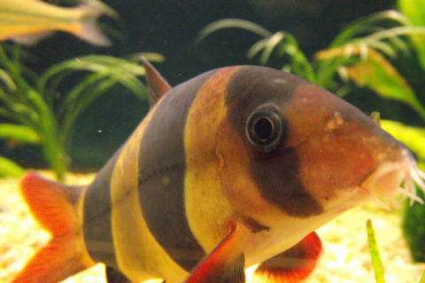 Makrakanta