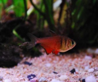 Mücevher Tetra