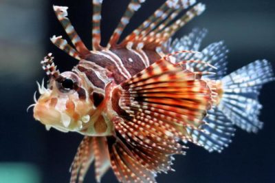 Pterois antennata