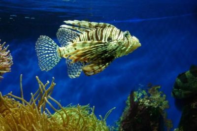 Pterois volitans