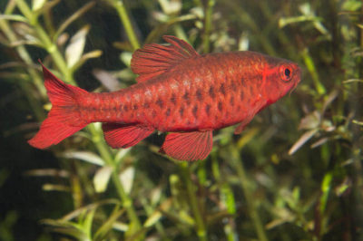 Puntius titteya