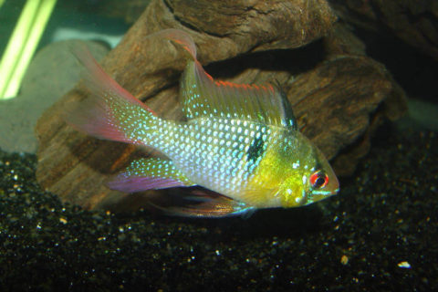 Ramirezi