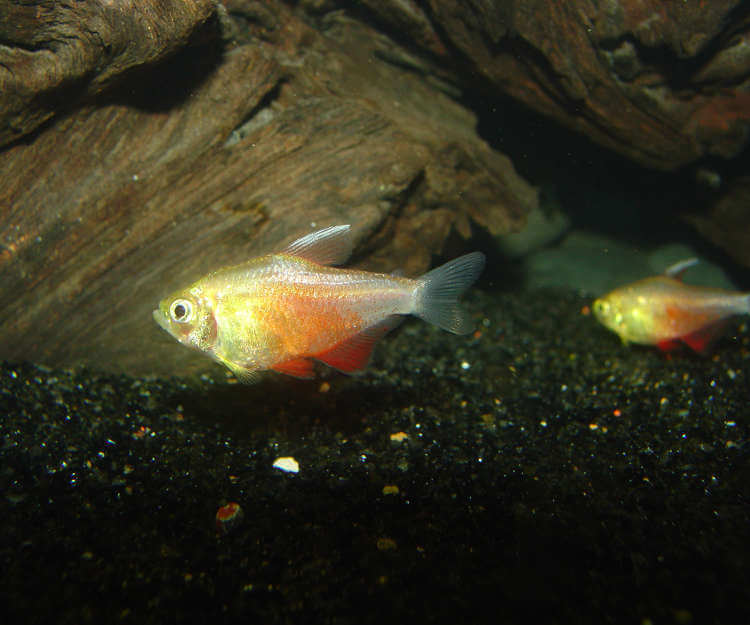 Rio Kırmızı Tetrası