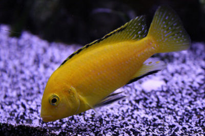 Sarı Prenses Balığı