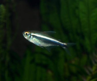 Siyah Neon Tetra