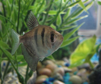 Siyah Tetra
