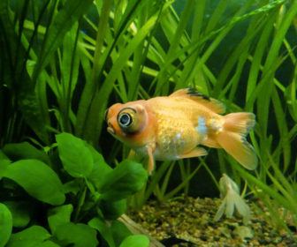Teleskop Balığı