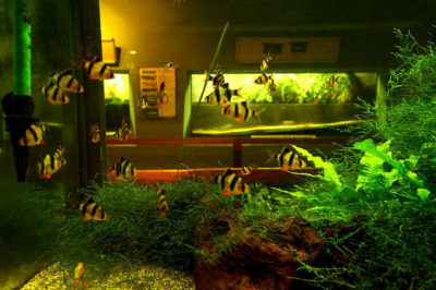Tetrazon Akvaryumu