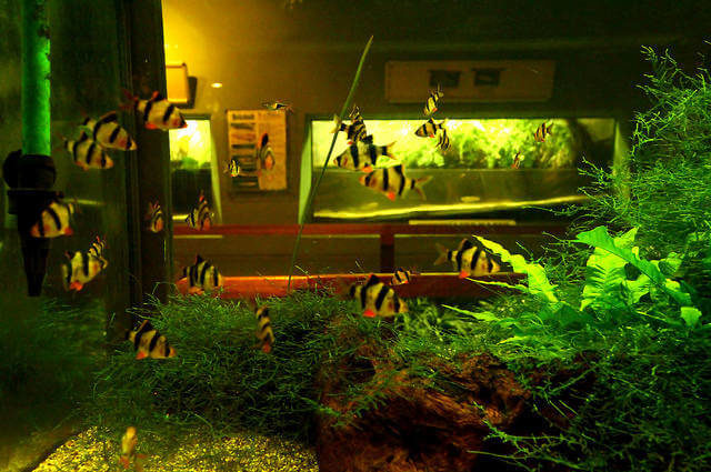 Tetrazon Akvaryumu