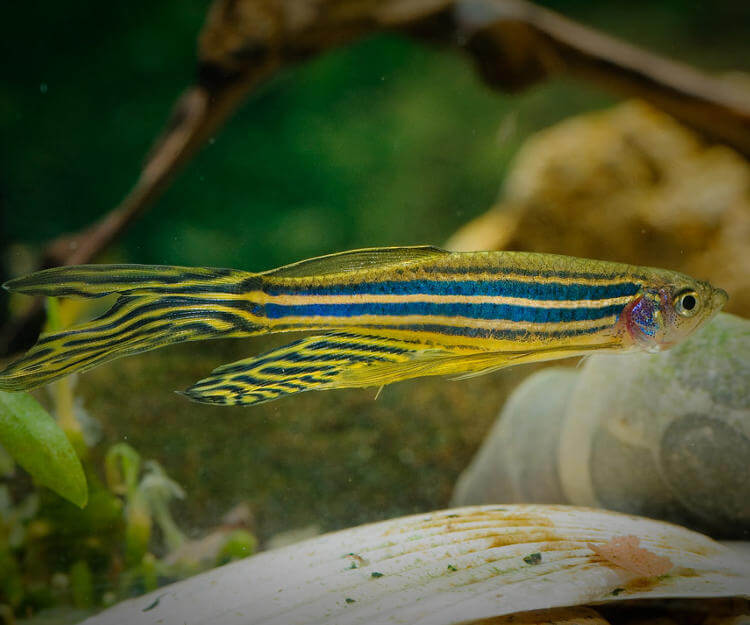 Zebra Danio