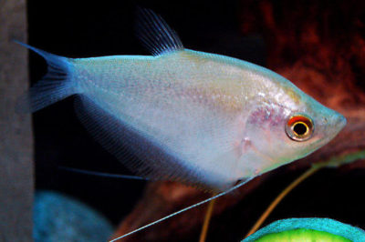 Ayışığı Gurami - Trichopodus microlepis