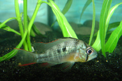 Bolivian Ram - Bolivya Kelebeği