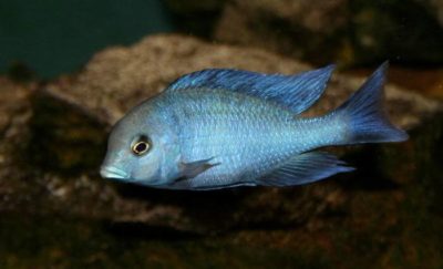 Cyrtocara moorii