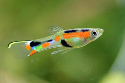 Endler Lepistes