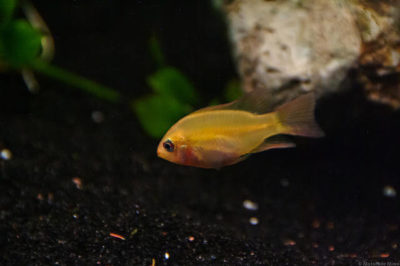 Golden Bolivian Ramirezi