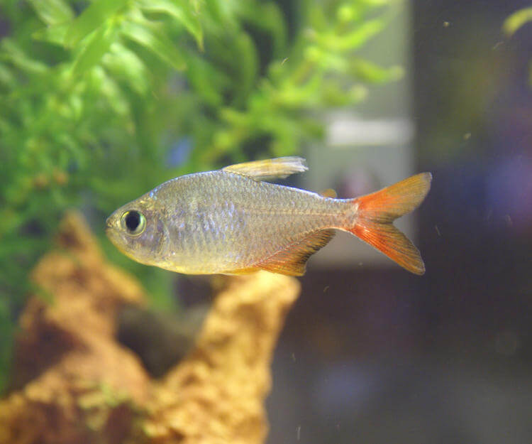 Kolombiya Tetra