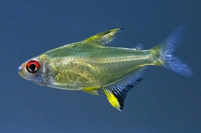 Limon tetra - Hyphessobrycon pulchripinnis