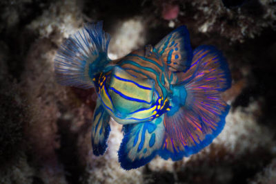 Mandarin Balığı