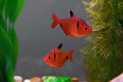 Mücevher Tetra Akvaryumu