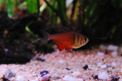 Mücevher Tetra - Serpae Tetra