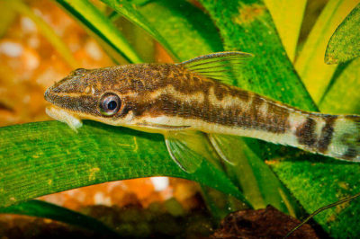 Otocinclus affinis