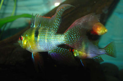Ramirezi Balığı