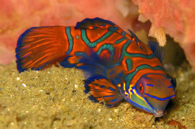 Synchiropus splendidus