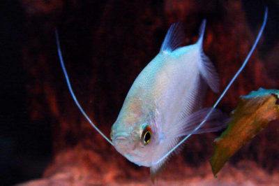 Trichopodus microlepis - Ayışığı Gurami