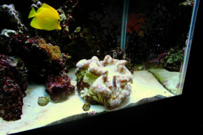 Yellow Tang Akvaryumu
